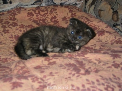 Любимая кошатинка  - image.jpg