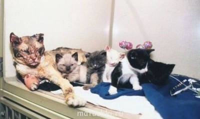 Любимая кошатинка  - b2zthQ__7A0.jpg