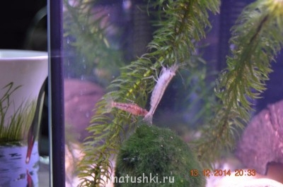 Аквариум. - DSC_0091.JPG