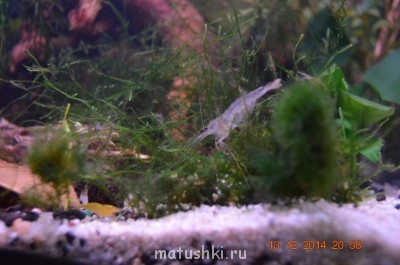 Аквариум. - DSC_0102.JPG