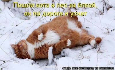 Любимая кошатинка  - image.jpg