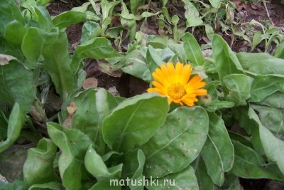 А что у нас с погодой? - 4 - 100_8805.JPG