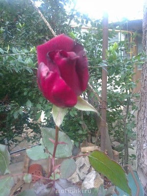 А что у нас с погодой? - 4 - Фото0839.jpg