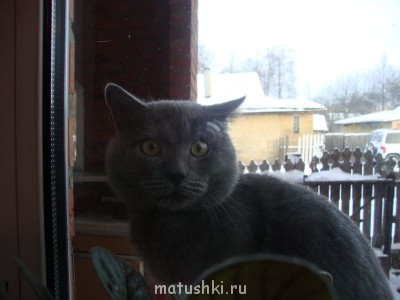 Любимая кошатинка  - DSC02225.JPG