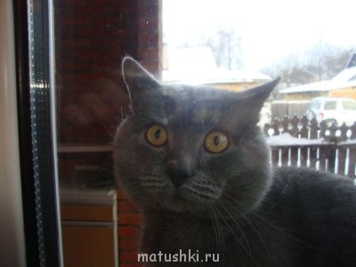 Любимая кошатинка  - DSC02228.JPG