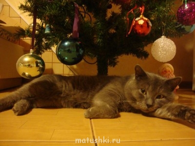 Любимая кошатинка  - DSC02239.JPG