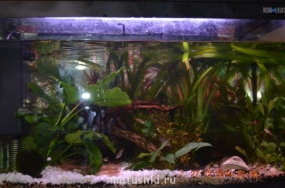 Аквариум. - DSC_0106.JPG