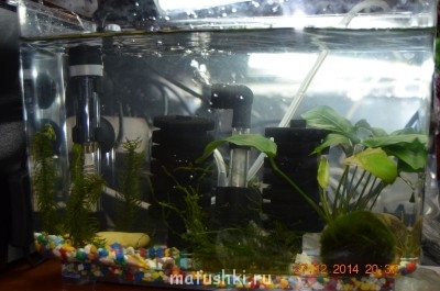 Аквариум. - DSC_0109.JPG