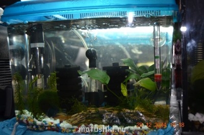 Аквариум. - DSC_0110.JPG