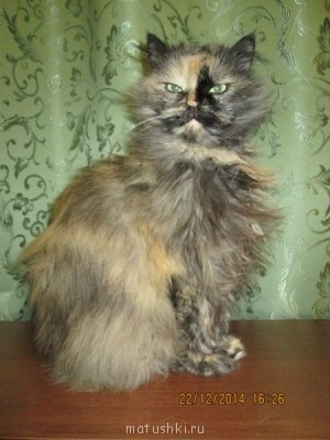 Любимая кошатинка  - IMG_1290.JPG