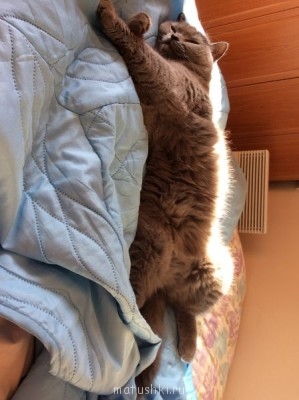 Любимая кошатинка  - photo 4.JPG