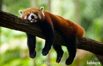 Разговариваем картинками - image.jpg