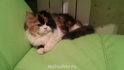 Любимая кошатинка  - 5lufy_qSrQI.jpg