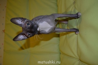 Любимая кошатинка  - DSC_3957.JPG