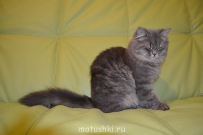 Любимая кошатинка  - DSC_3958.JPG