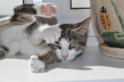 Разговариваем картинками - Валяю дурака.jpg