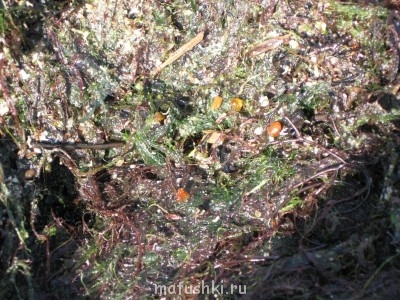 Новость дня. - IMG_3289.JPG