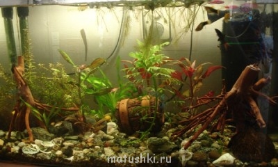 Аквариум. - DSC08799.JPG