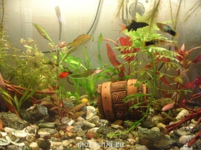 Аквариум. - DSC08797.JPG