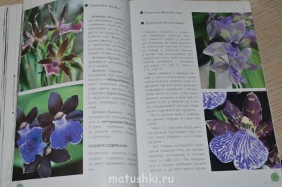 Рождественская акция - 2 - DSC_4430.JPG