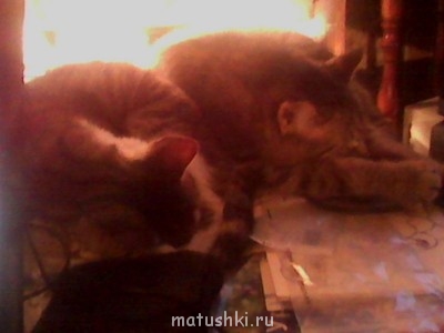 Любимая кошатинка  - IMG_20150110_213410.jpg