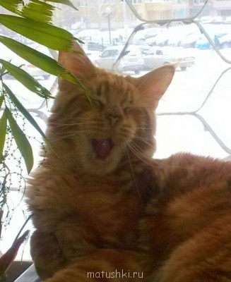 Любимая кошатинка  - IMG_20150111_001221.jpg