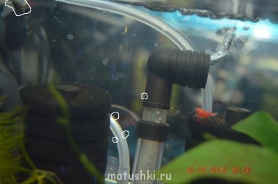 Аквариум. - DSC_0140.JPG