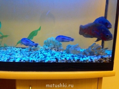 Аквариум. - image.jpg