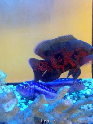 Аквариум. - image.jpg