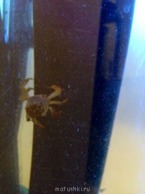 Аквариум. - image.jpg