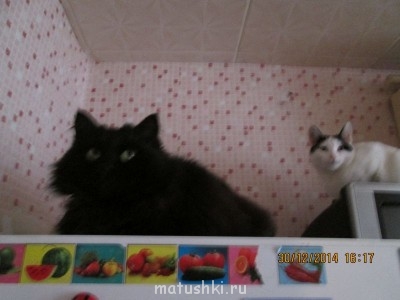 Любимая кошатинка  - IMG_1415.JPG