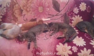 Любимая кошатинка  - IMG_20150122_111454_1.jpg