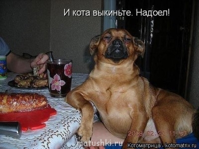 Любимая кошатинка  - TFZq6o-sS3E.jpg