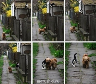 Любимая кошатинка  - image.jpg