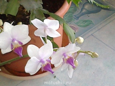Орхидеи. - 210120151461.jpg