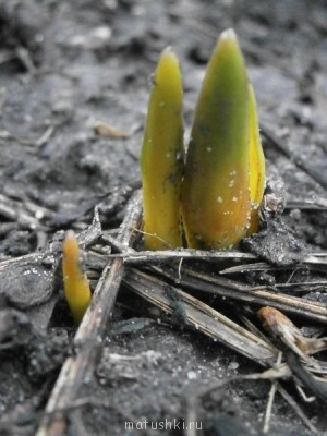 А что у нас с погодой? - 4 - P2030007.JPG