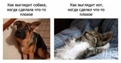 Страшнее кошки зверя нет  - 899946.jpg