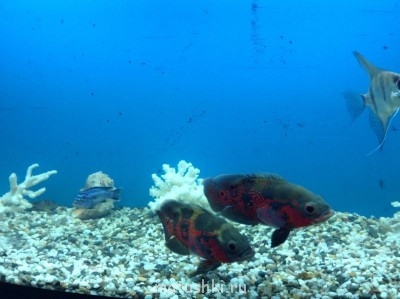 Аквариум. - image.jpg