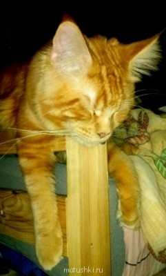 Любимая кошатинка  - IMG_20150207_123244.jpg