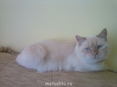 Любимая кошатинка  - CAM01977.jpg