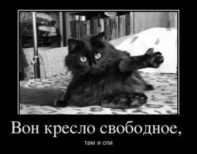 Любимая кошатинка  - кресло.jpeg