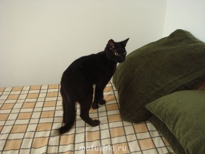 Любимая кошатинка  - DSC05525.JPG