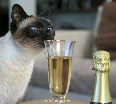 Любимая кошатинка  - кот с шампанским.jpg