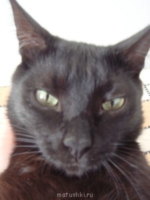 Любимая кошатинка  - DSC05506.JPG