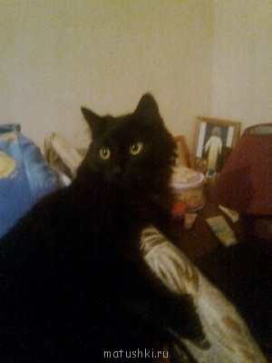 Любимая кошатинка  - Фото0604.jpg