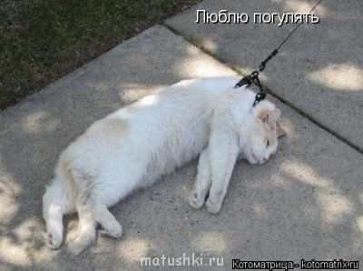 Любимая кошатинка  - image.jpg