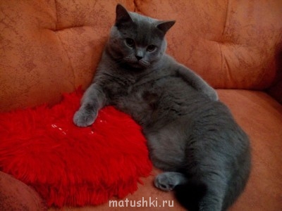 Любимая кошатинка  - IMG_20150213_235844.jpg