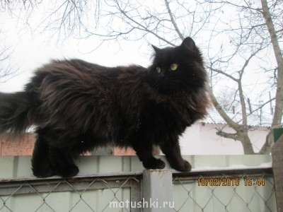 Любимая кошатинка  - IMG_1627.JPG