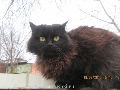 Любимая кошатинка  - IMG_1629.JPG