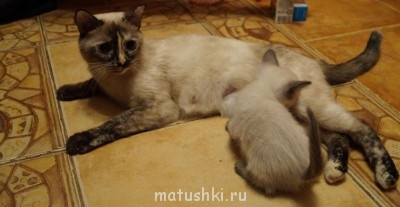 Любимая кошатинка  - 1767.jpg